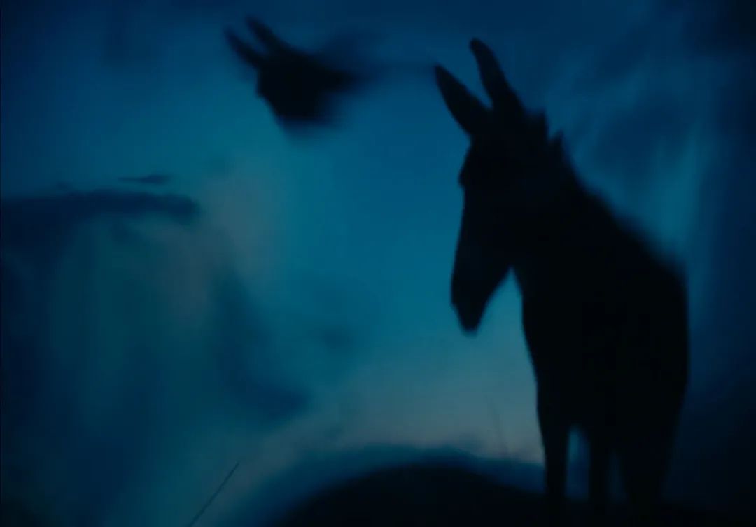 关于驴的电影大全,关于驴的电影解说