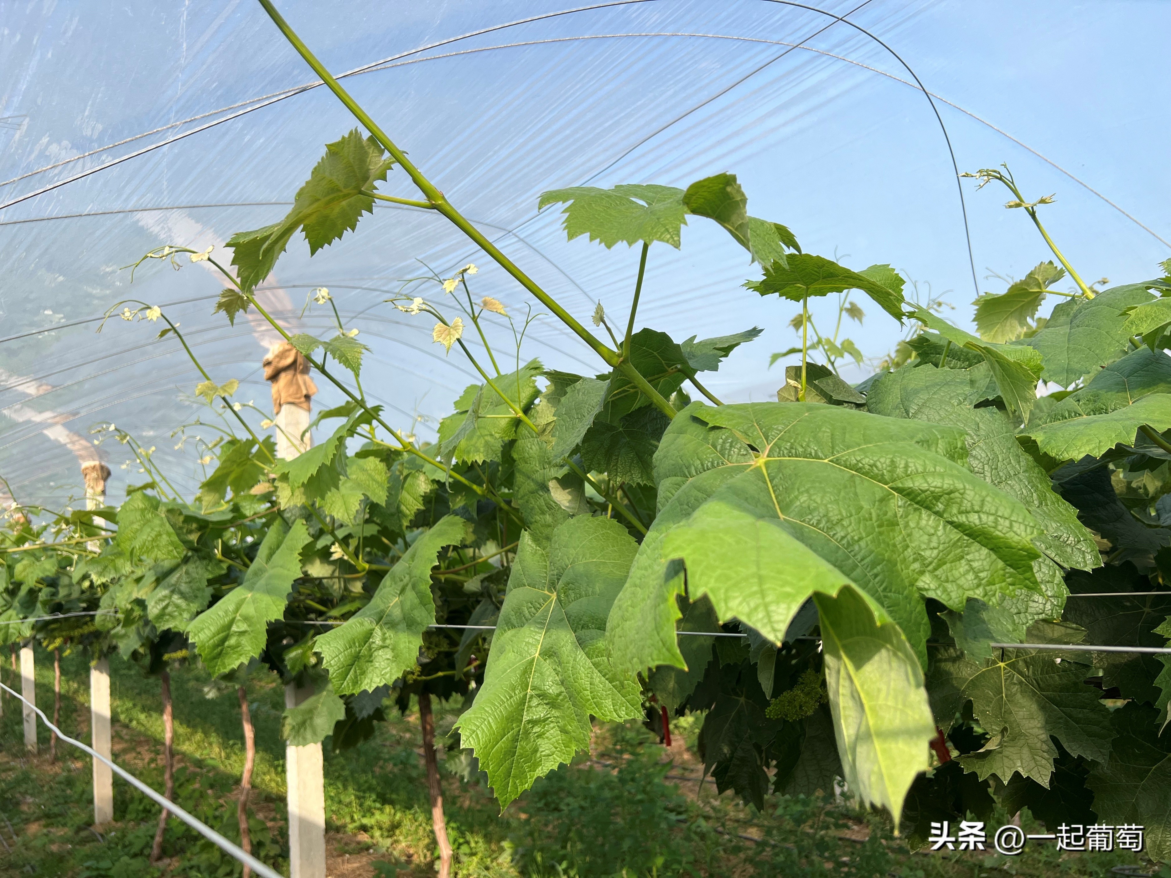 隔壁老王种植技术视频,隔壁老王种的花