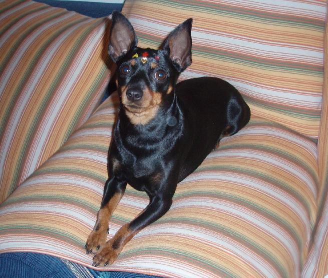 小型犬磨牙玩具,俄罗斯玩具犬多少钱