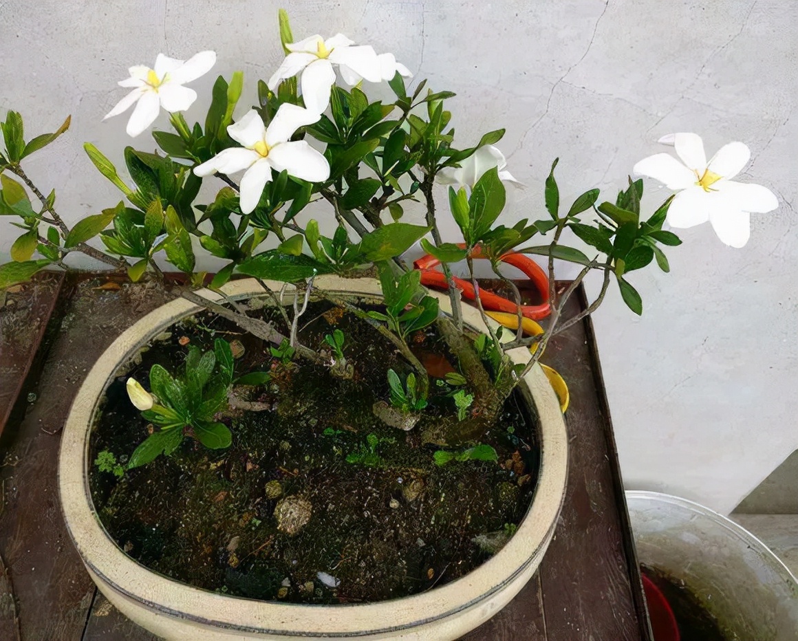 栀子花一天就开了很多,栀子花一天就黄了