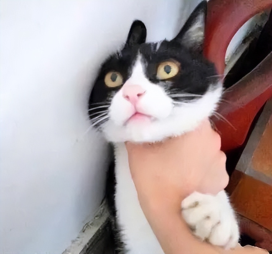 女性养猫的危害大吗,养猫注意事项和危害