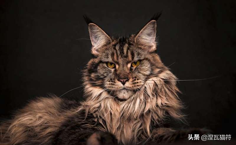 缅因库恩猫银虎斑,缅因猫浅银虎斑