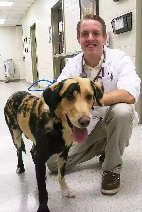 狗子毛色发亮,狗子毛色发红