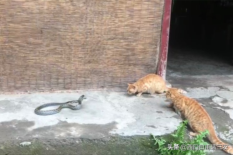 蛇为什么出现在家里,农村里蛇为什么会跑到家里