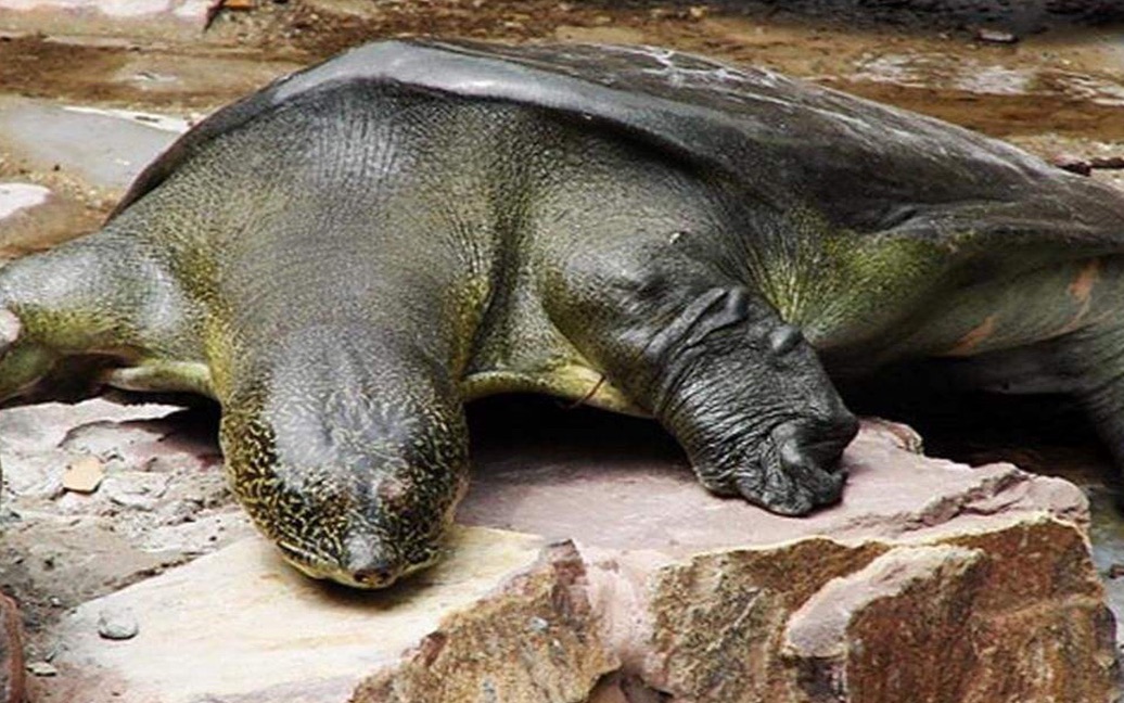 美国不明物种入侵了吗,美国物种入侵中国