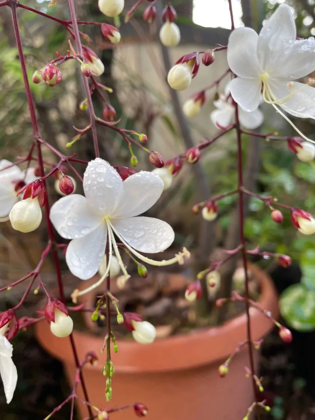 养了一年的垂丝茉莉终于开花了,垂丝茉莉立秋后如何养护
