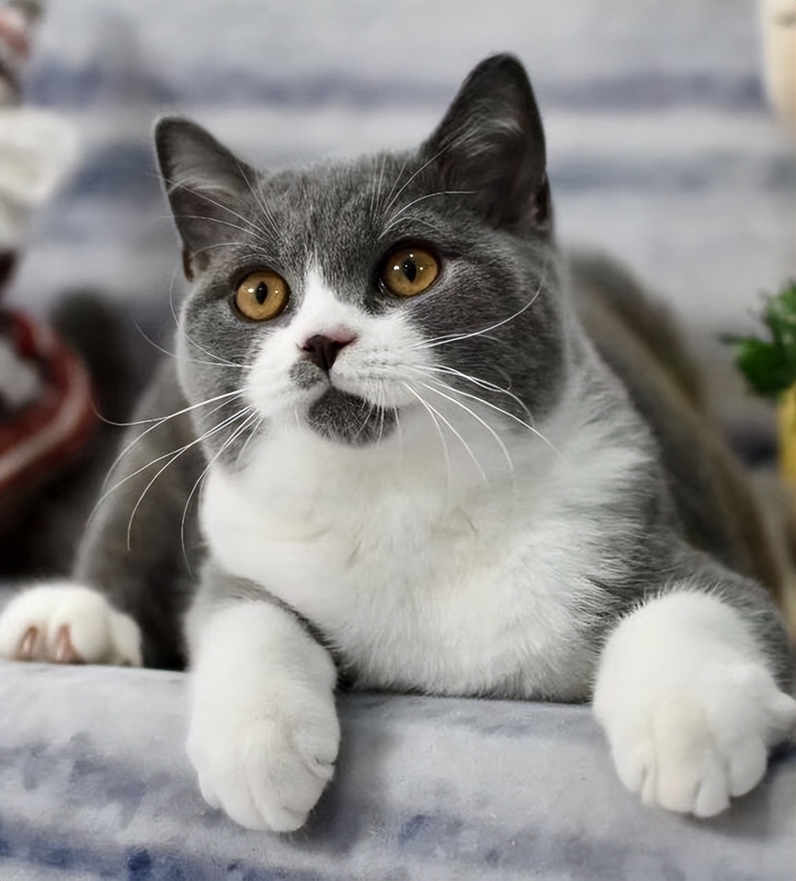 给不听话猫咪剪指甲的正确姿势,如何正确帮猫咪剪指甲学到了