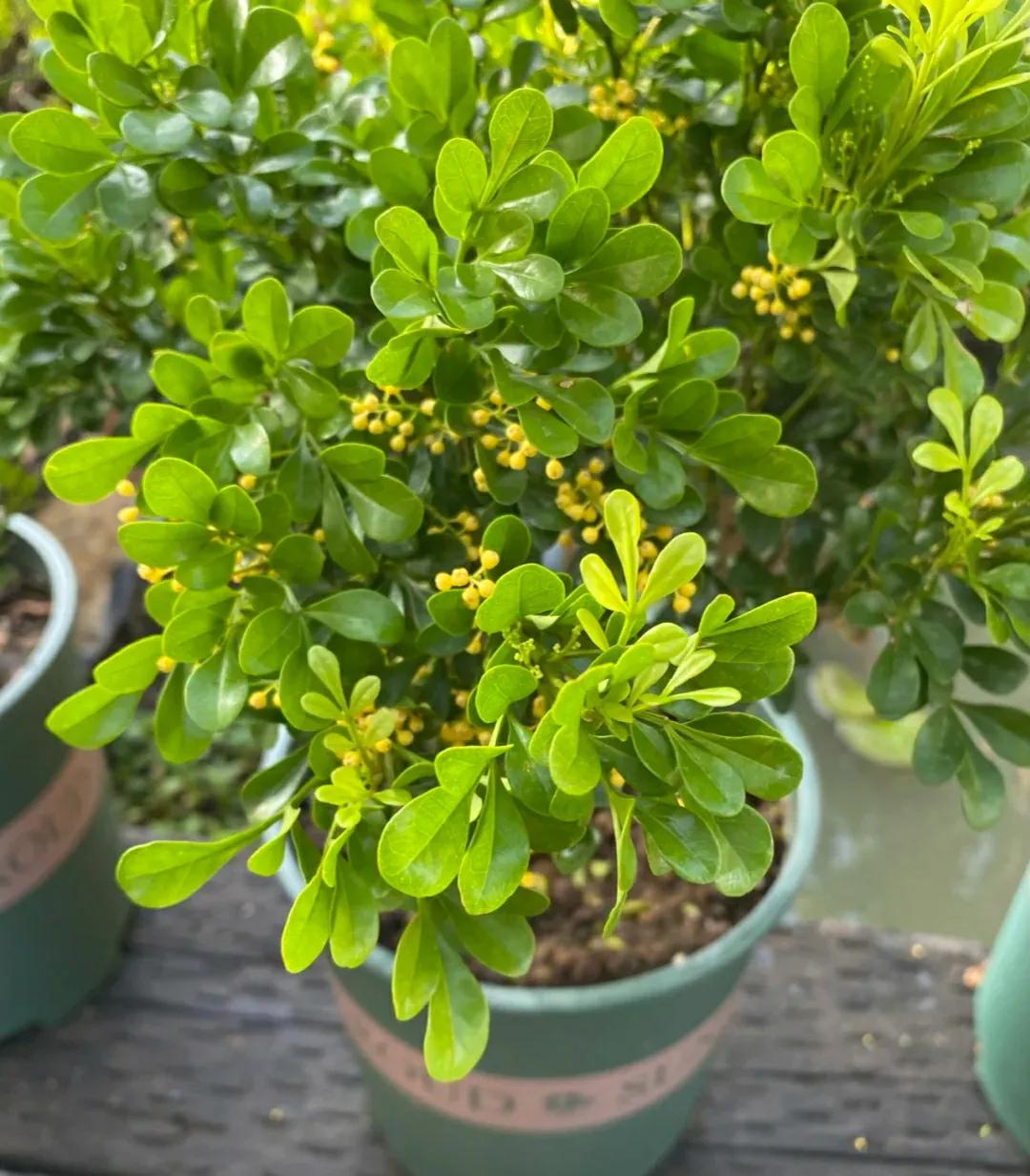 这种花“烟瘾”大,土壤中撒点烟灰,只见花朵不见叶