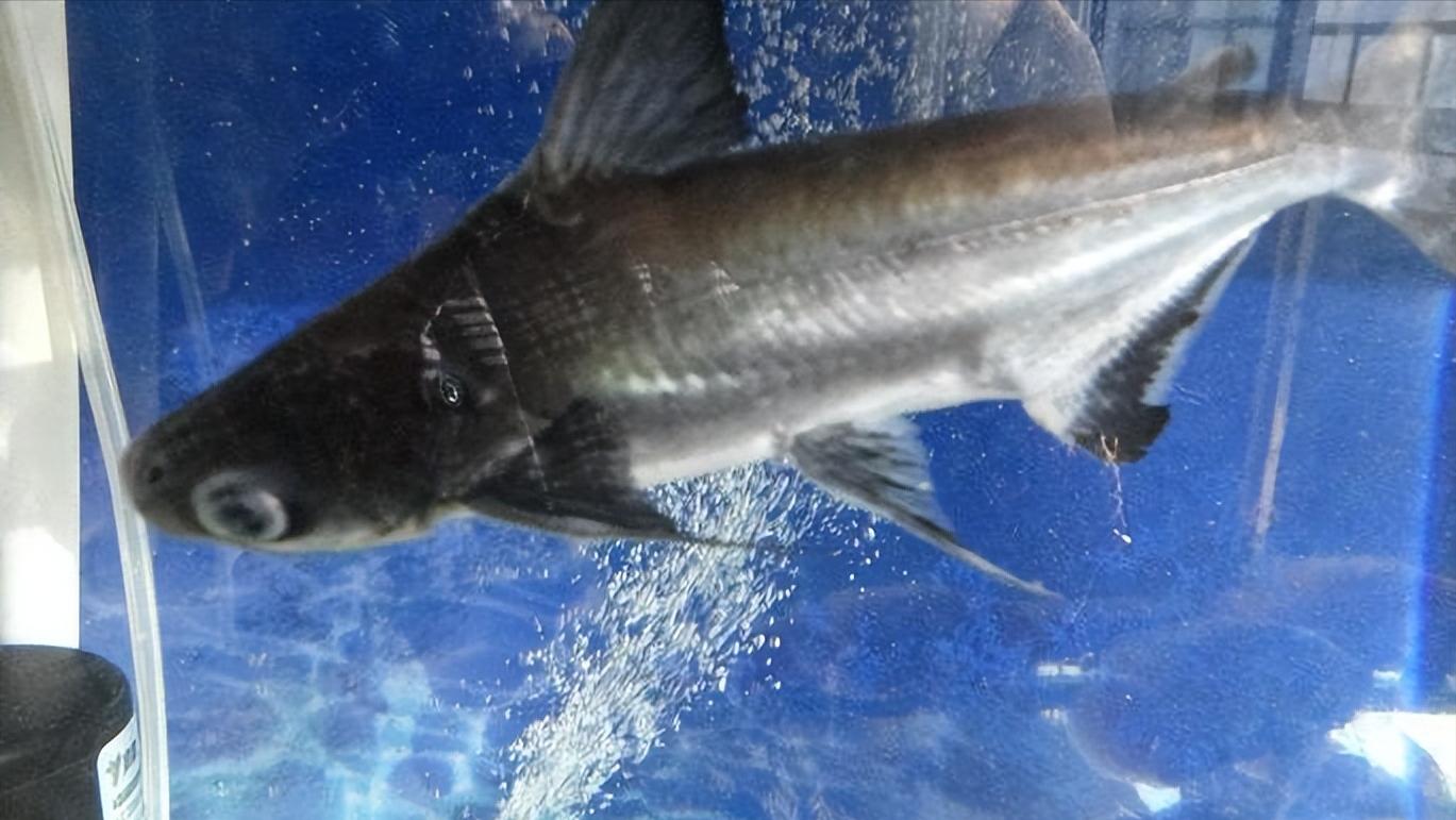 小型淡水观赏鲨鱼饲养方法,淡水鲨鱼有人工养殖的吗