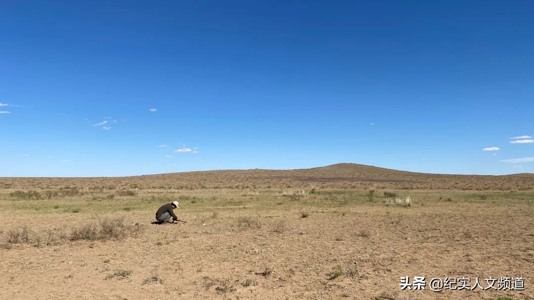 草原看野生动物,独家探访野生动物