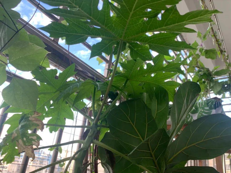 阳台适合种的果树蔬菜,阳台可以种植什么小果树