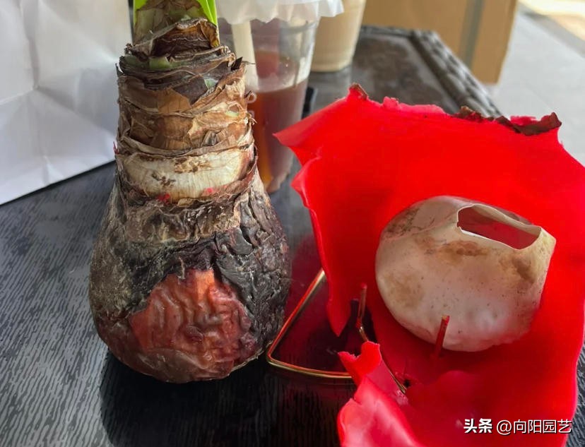 封蜡朱顶红没开花可以拨开吗,封蜡朱顶红把蜡取掉能栽吗