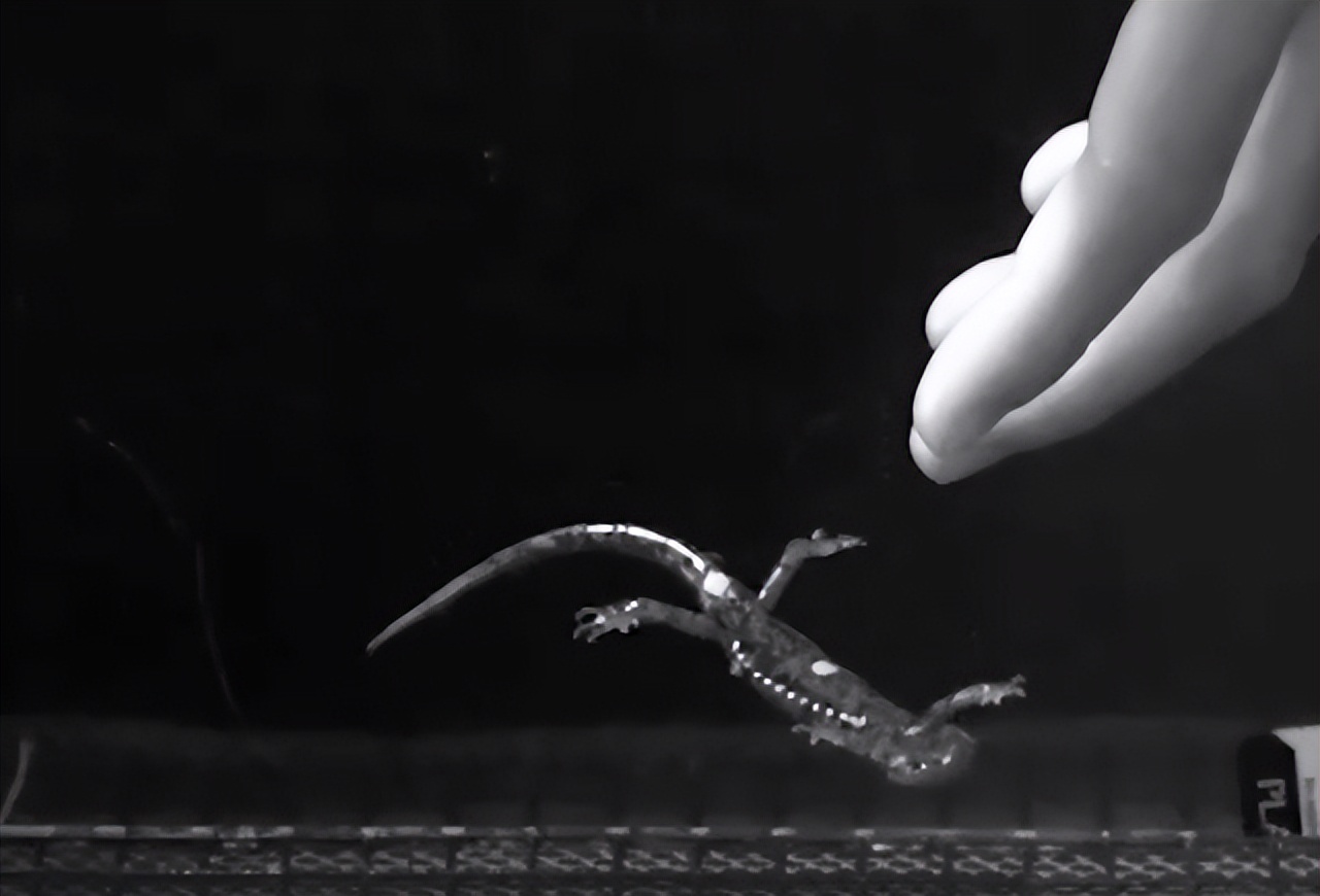 蝾螈从高处摔下来了,流浪蝾螈