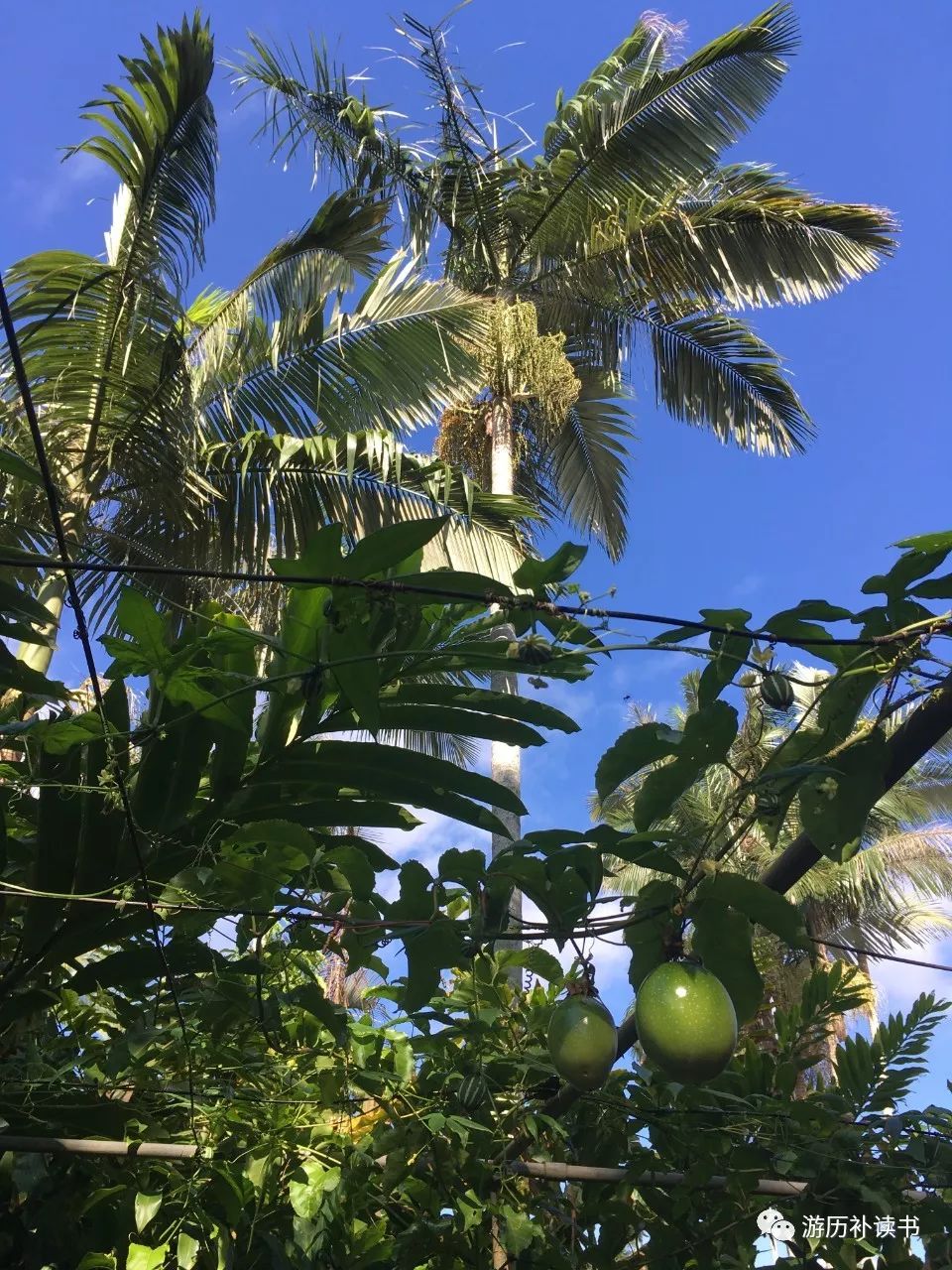 澳大利亚印象(代小结)——澳大利亚行记7