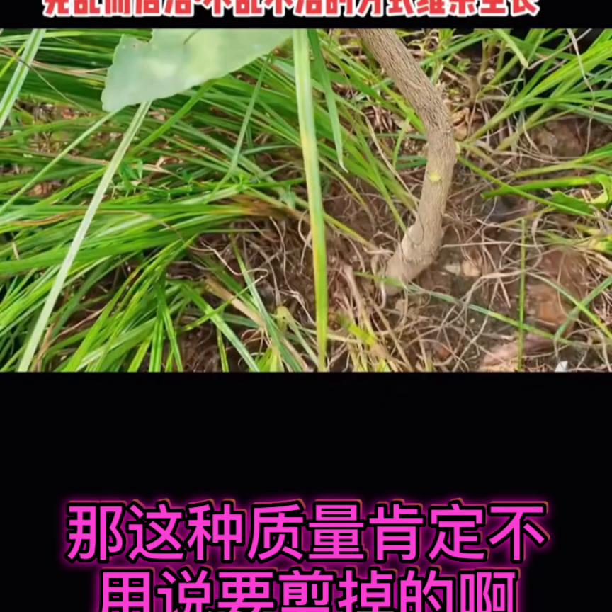 接上一个视频,幼苹果树二次定杆技巧视频