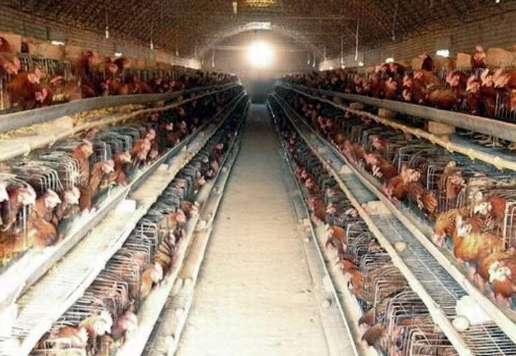 中国人没白人高比日本人矮！事实果真如此吗？别再被谣言给骗了