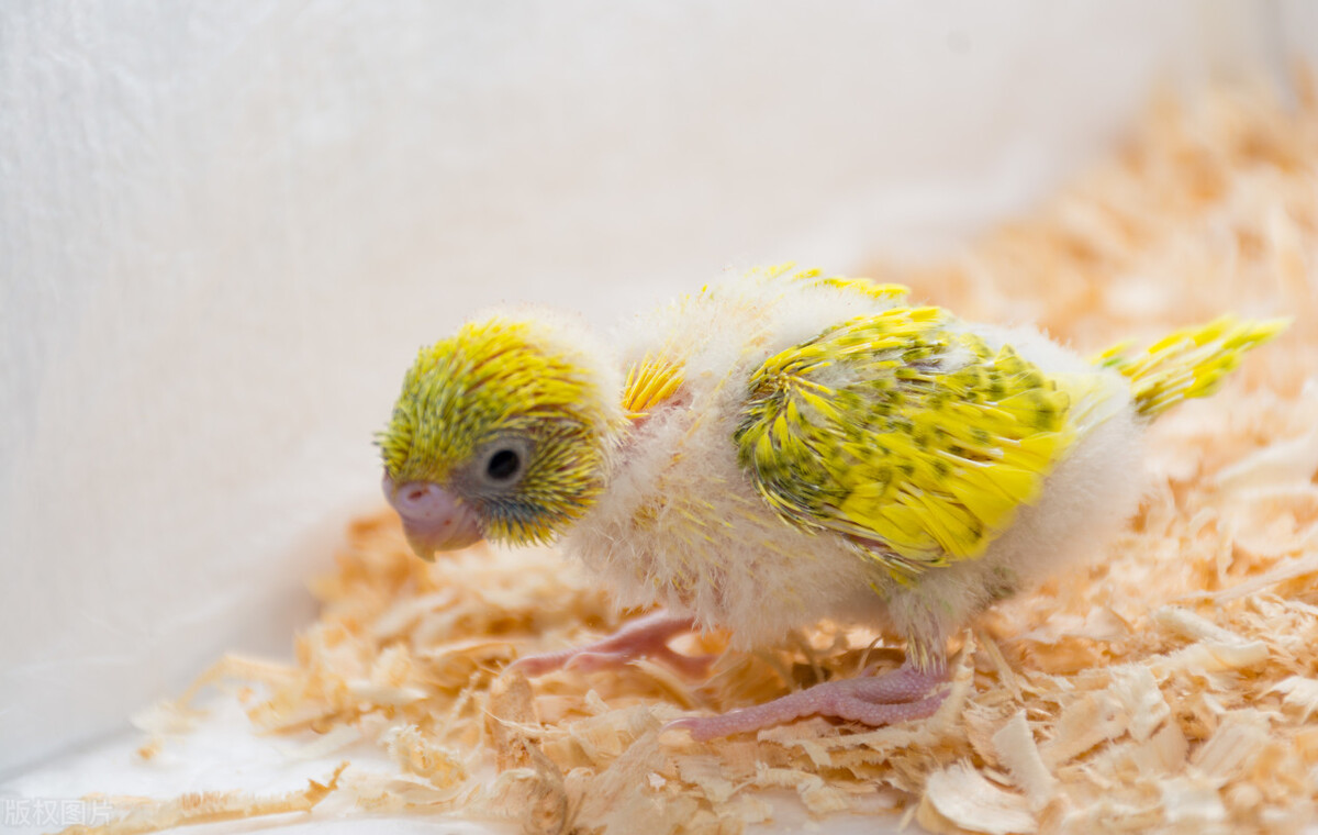 鹦鹉挑食的最佳方法,鹦鹉厌食怎么办