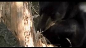 山村十大诡异怪事件,四川大山发现的怪物