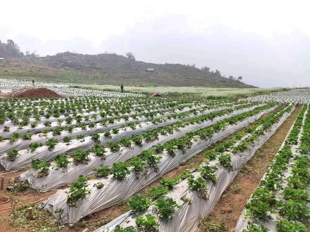 越南生产的草莓,中国草莓出口越南