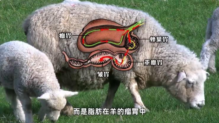 如何辨别羊肉卷是纯的羊肉,冻羊肉卷是怎么卷成的