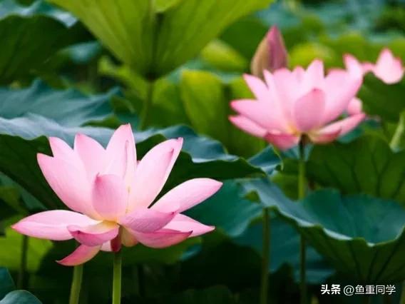 五月九毒日的禁忌,五月九毒日禁忌有科学道理吗