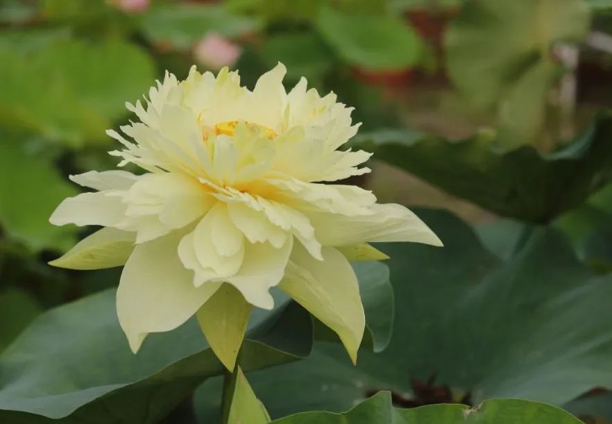 绝美的荷花品种大全图集,超好看荷花品种大型荷花