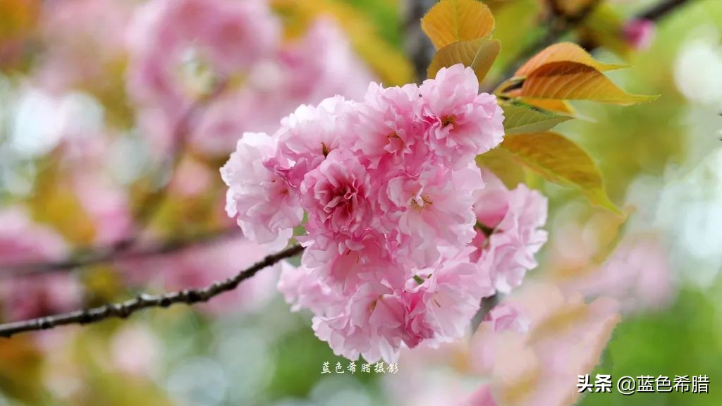 人间四月天桃红柳绿雪纷飞,人间四月天花红草绿