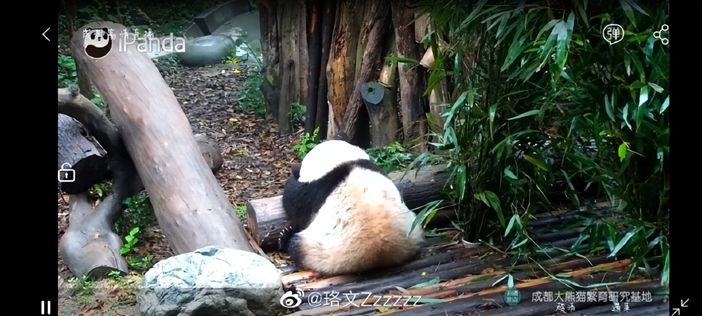花花：接住谭爷爷给的小苹果，仿佛接住了整个世界。