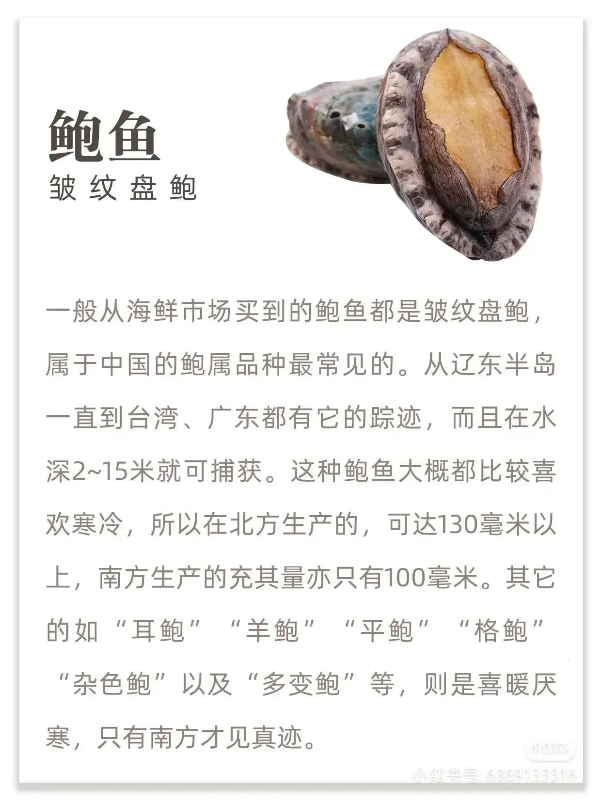 鲍鱼很多种不认识？教你它们的区别和口感，以及吃法