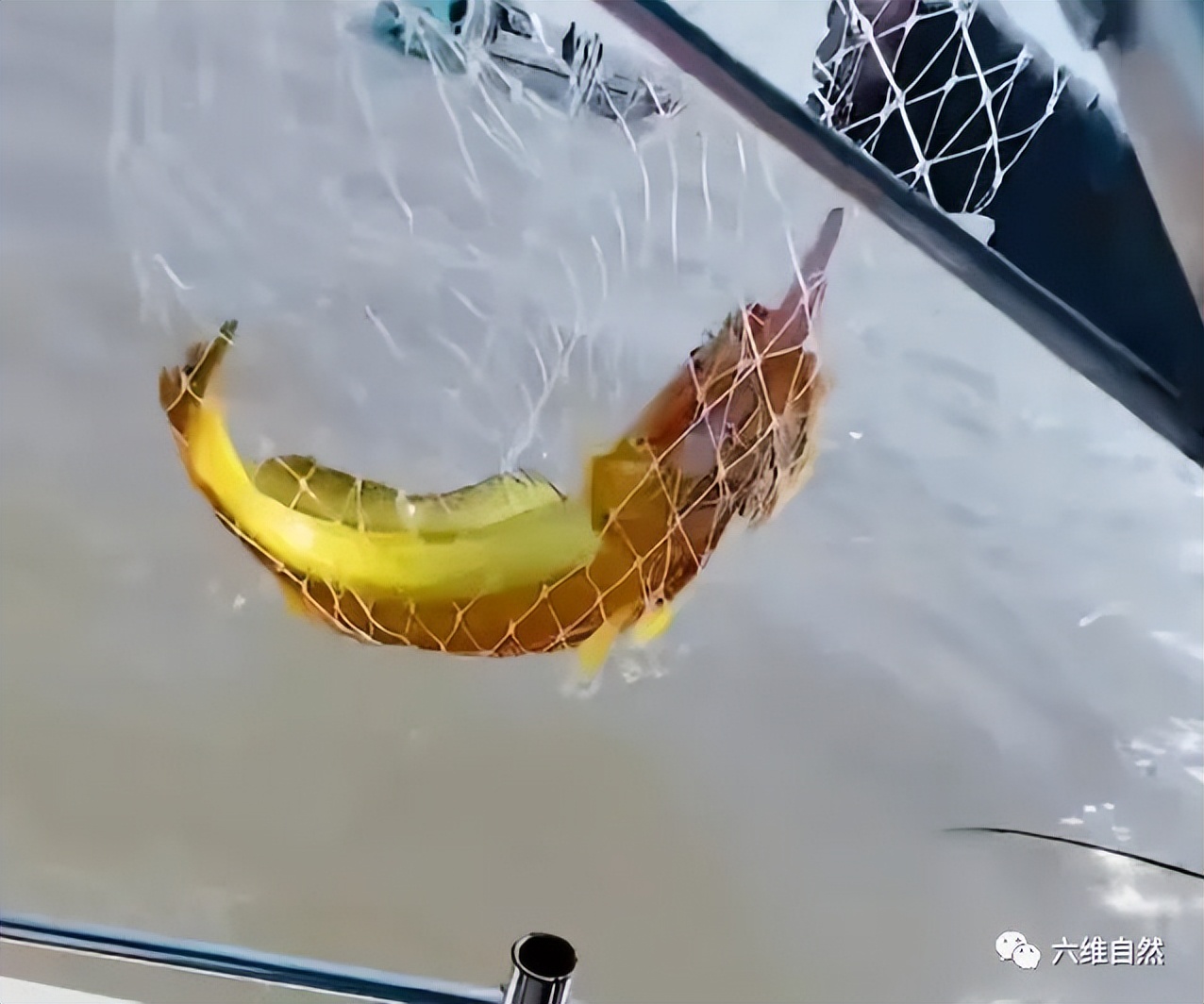 游客钓到野生大黄鱼全身金光闪闪,浙江钓友上野生三斤多大黄鱼