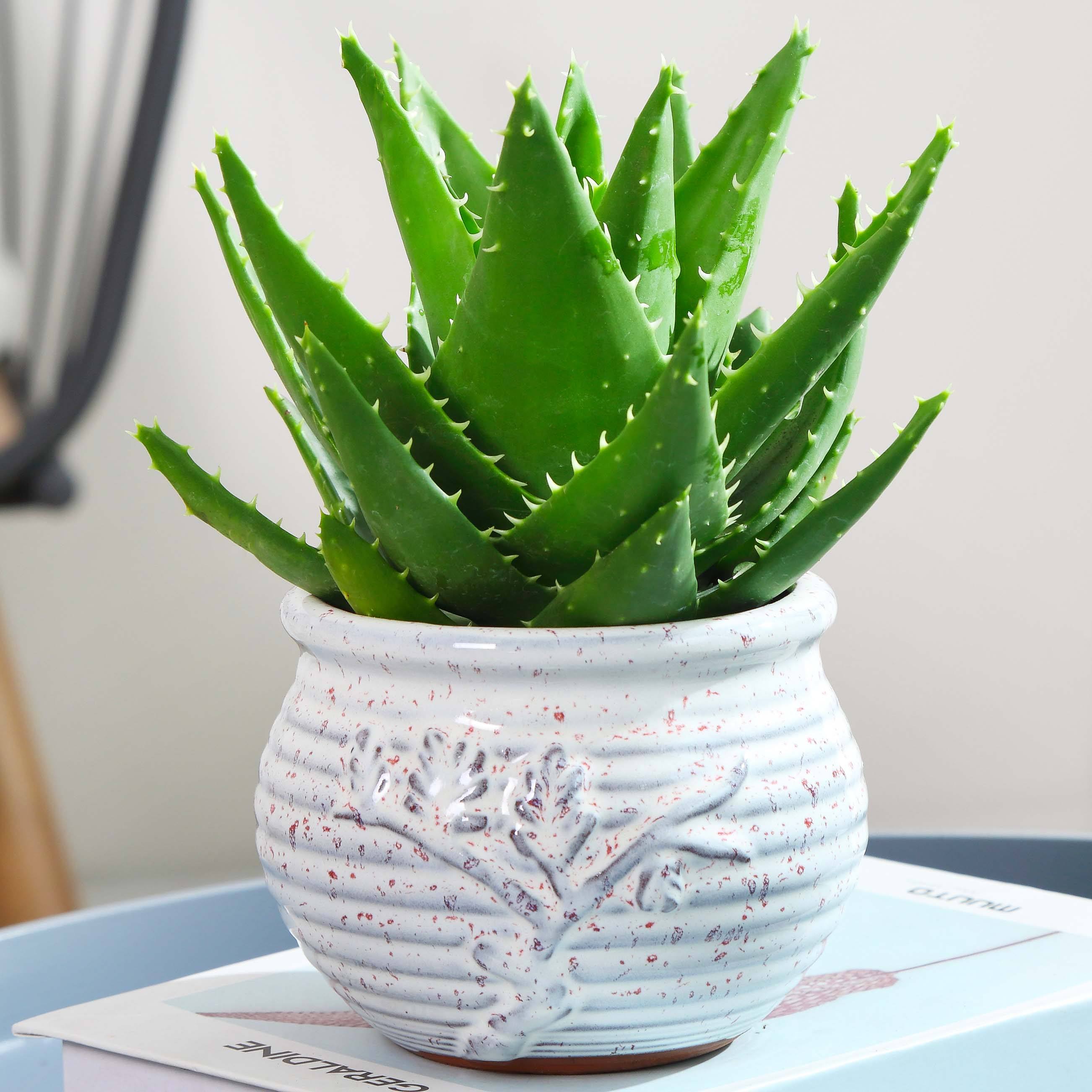 必养的5种女人花,四种漂亮的女人花