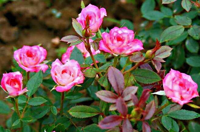 九洲湾月季公园旋转木马,旋转大木马和旋转小木马月季