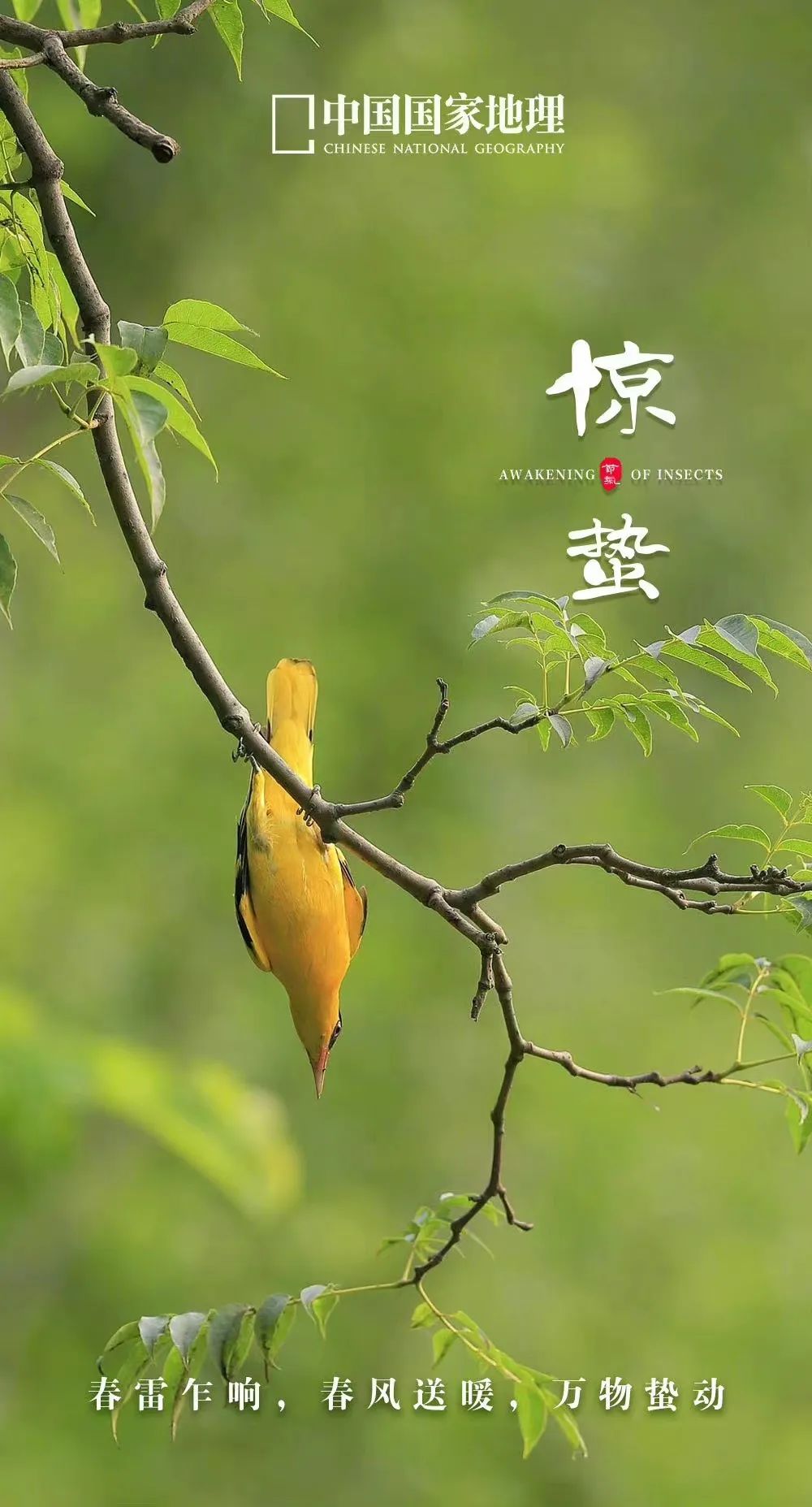 365天最美24节气图诞生惊艳国人,这组24节气图太美了