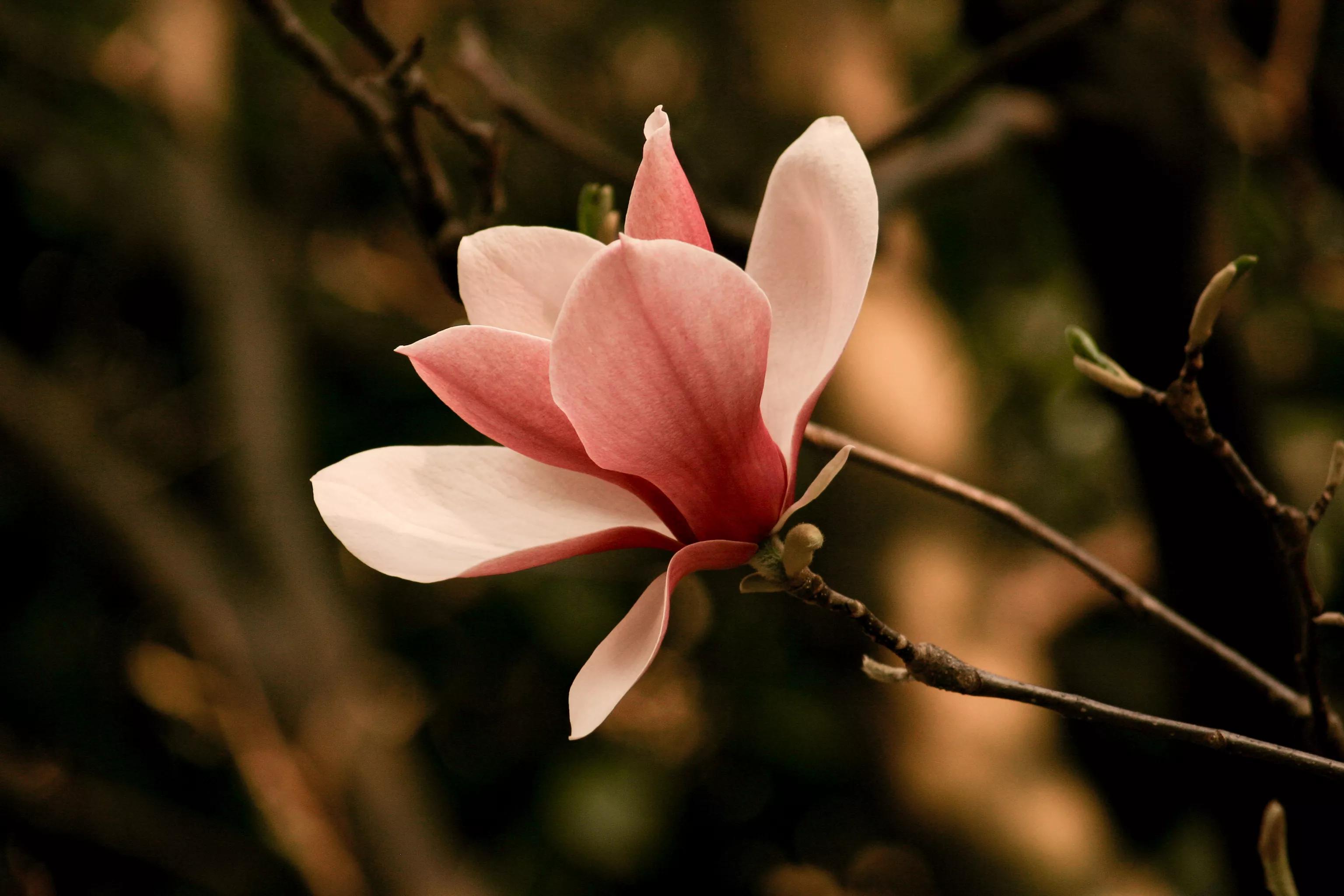 佳能入门机器能拍出好照片,佳能300d入门级