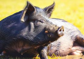 黑猪肉市场,黑猪肉市场前景怎么样