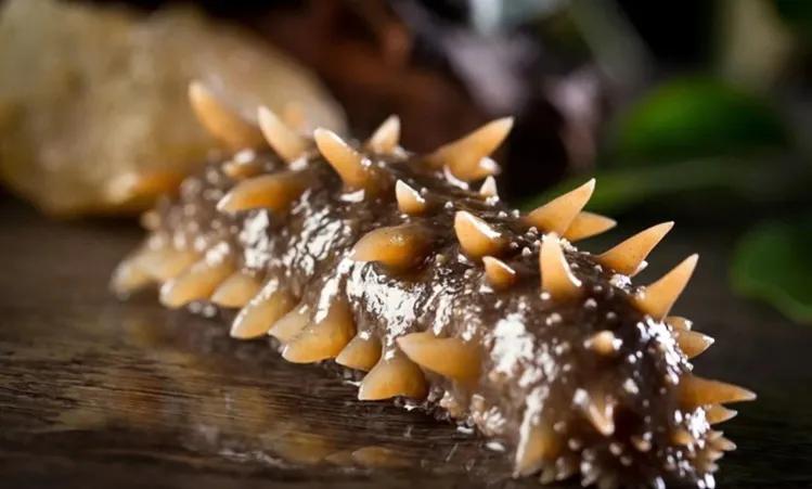 长寿老人多吃这六种食物,长寿老人必吃五种食物有哪些