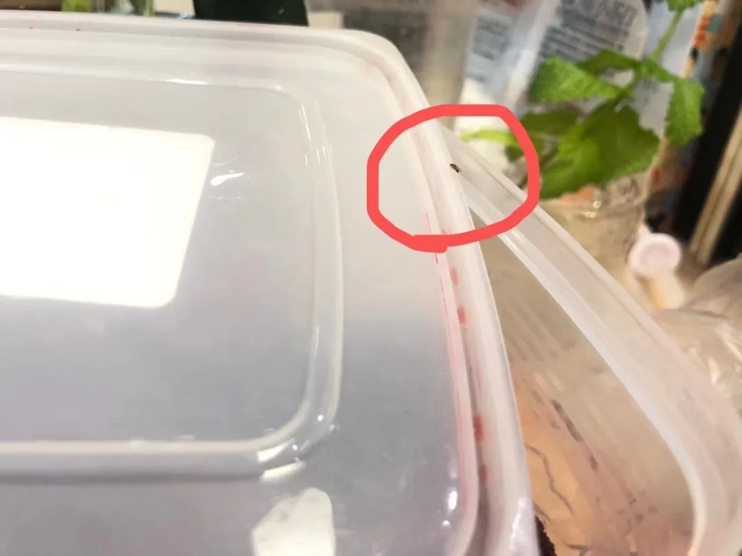 为什么盐水可以泡出杨梅中的虫子,杨梅用盐水泡多久泡出虫子