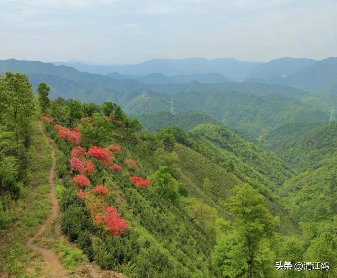 映山红扦插繁殖方法,映山红的扦插繁殖方法