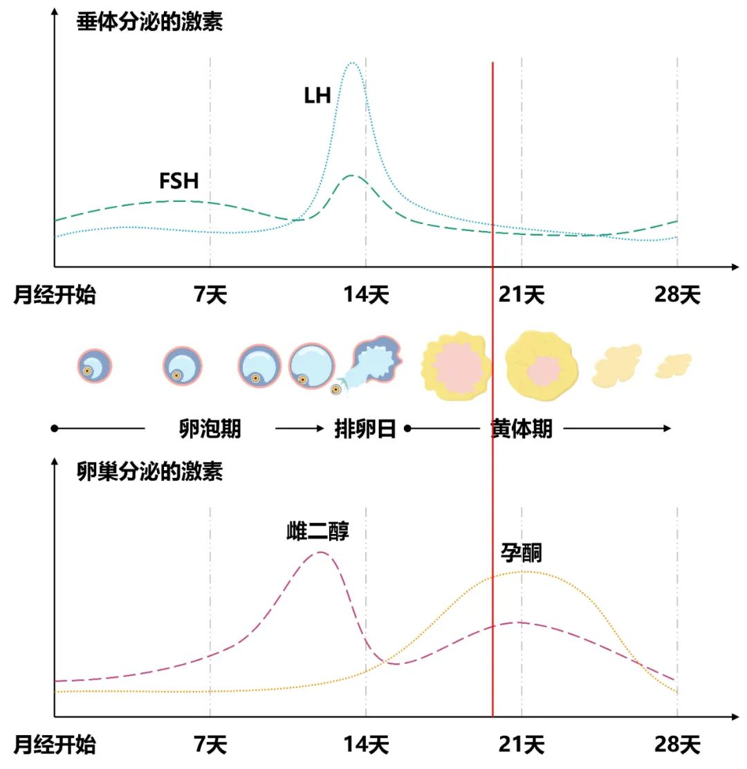 月经期性激素6项正常值参考范围,性激素6项多少钱大概几天出结果