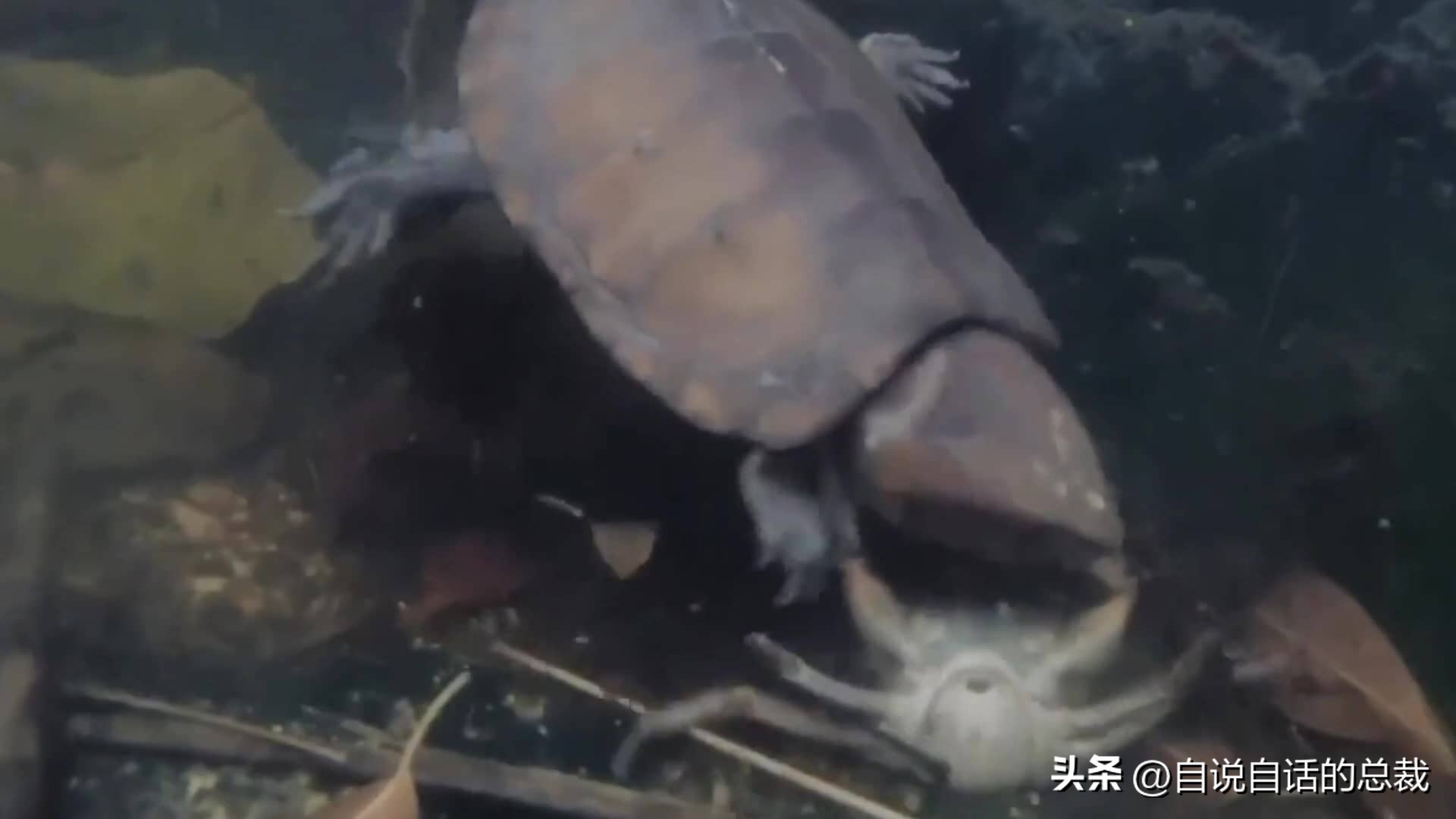 龟蛇大战巨龟视频,罕见别致的龟蛇大战