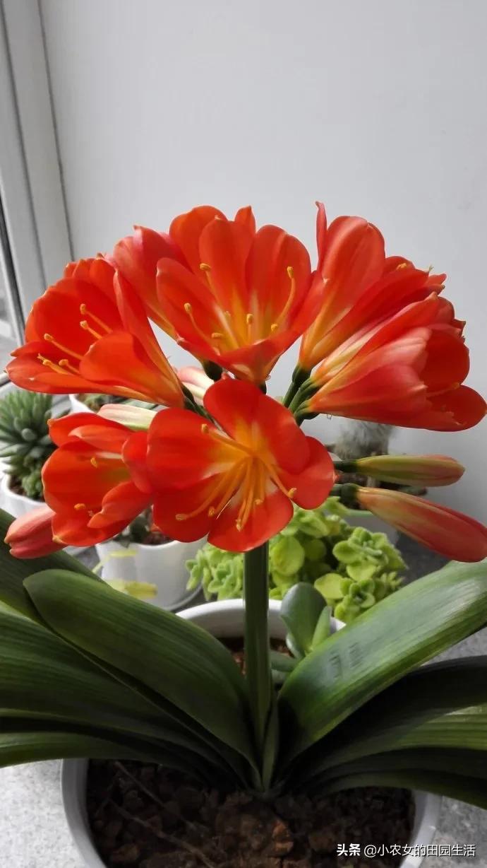 十大最旺家庭养的庭院花,十种富贵花庭院栽一棵好养又吉祥