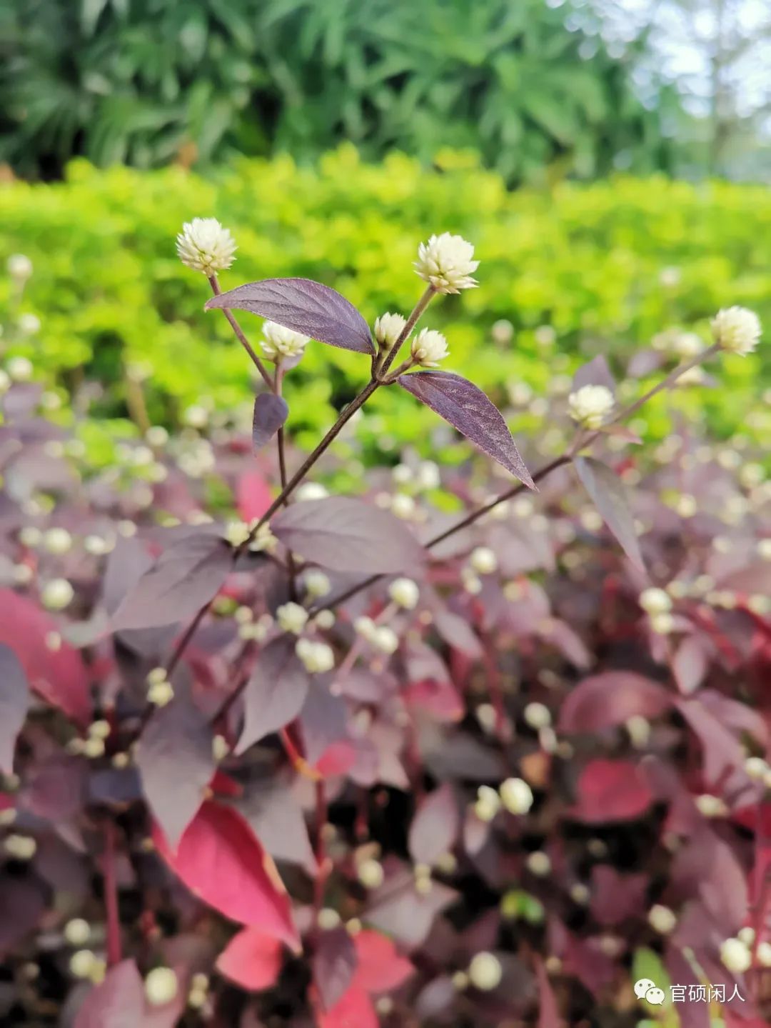 足球如此美好,足球亦是人生作文