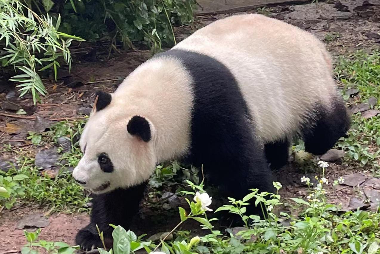 广州长隆动物园60岁以上老人门票,比广州动物园门票更低的动物园