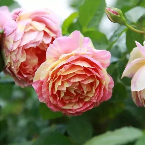 月季美图100张,月季花唯美高清图片大全