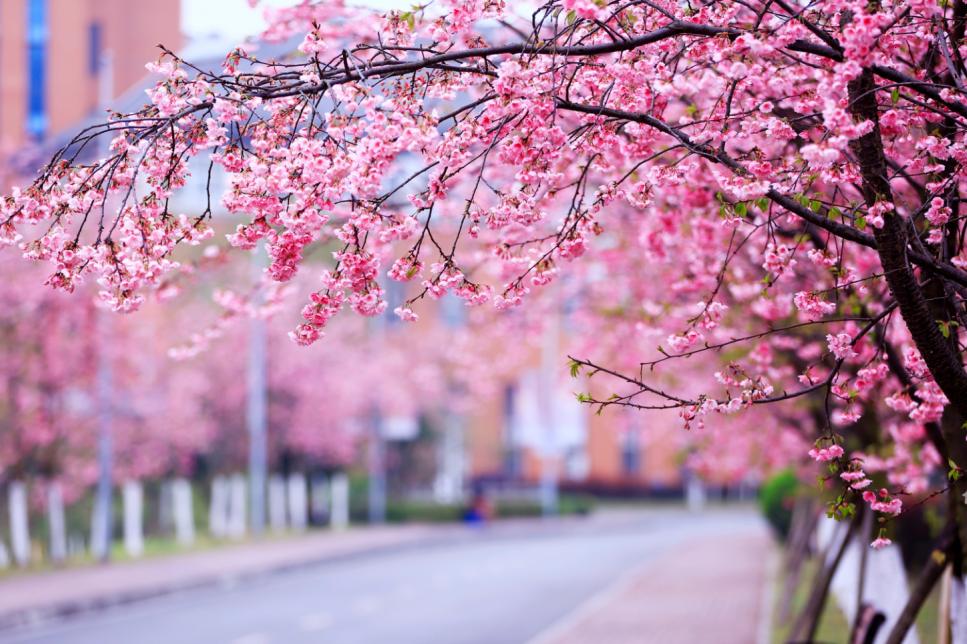 美翻了，四川高职院校风景如画，在这读书好巴适！