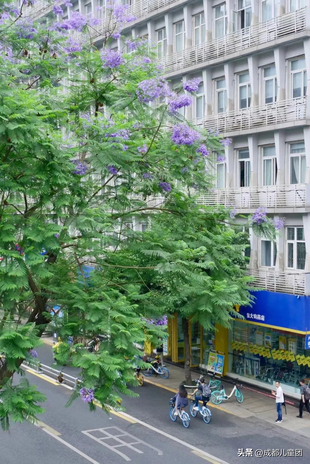 路边的银杏树是什么品种,银杏行道树