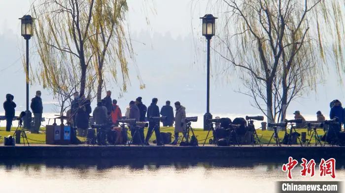 西湖“四大天王”三缺一，锦鲤也逃不出TA的嘴...