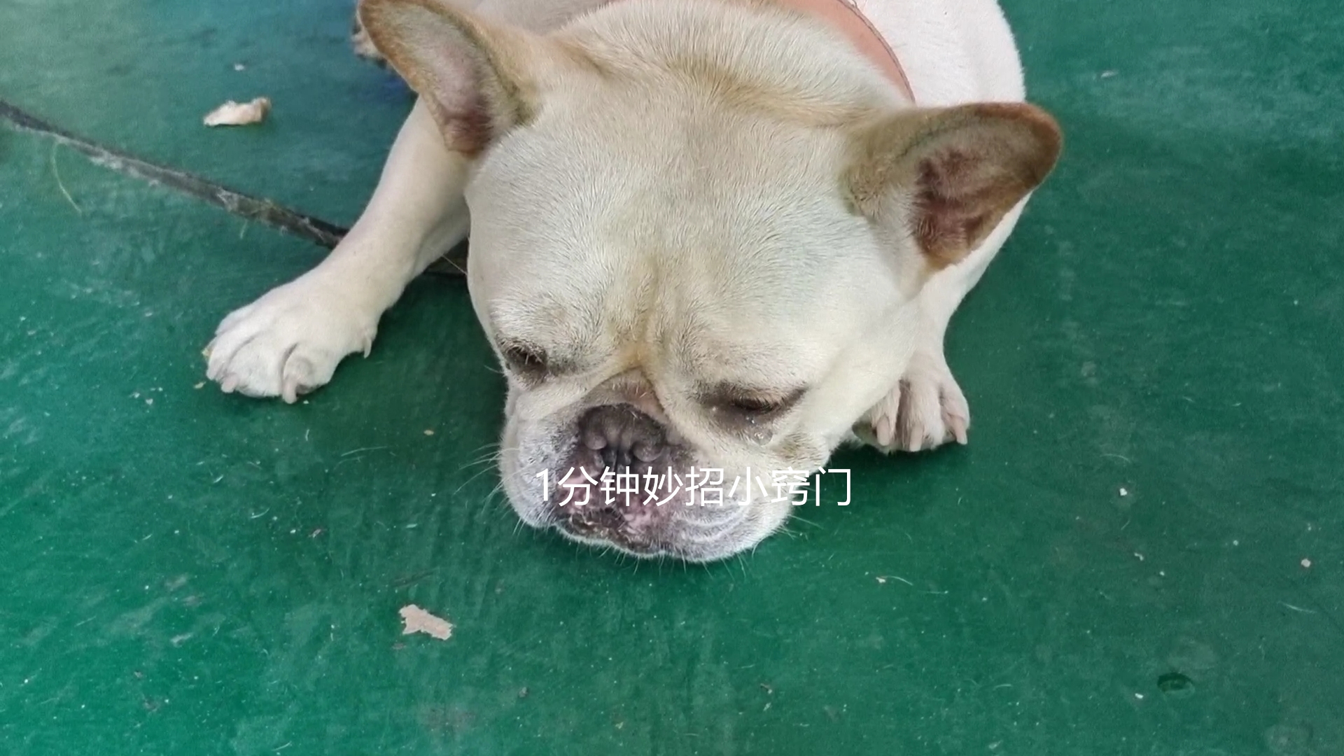 被狗追怎么自救才安全,被狗追怎么办最快最有效的方法