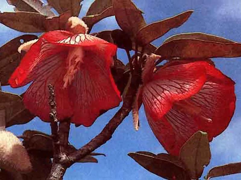 国色天香秀色可餐的美女 (秀色可餐与国色天香)