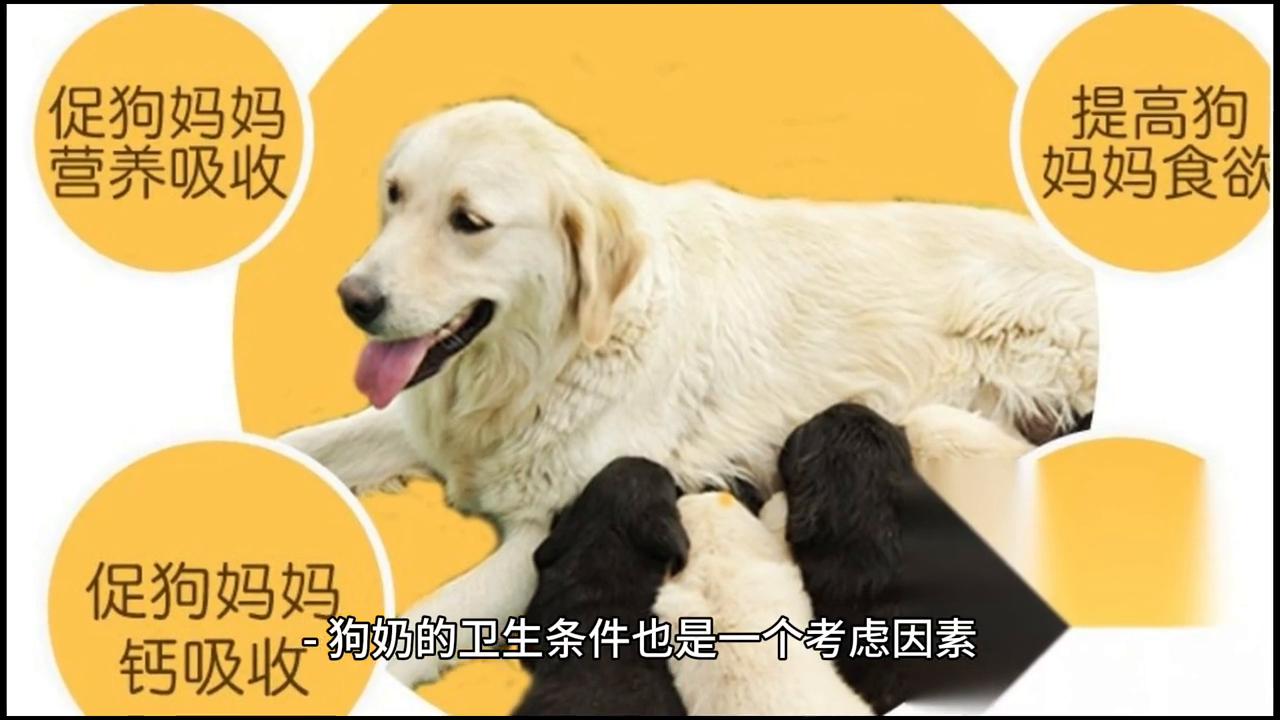 狗奶对人的危害,人类为什么不喝动物奶